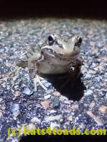 /home//u458753944/public_html/sourcegallery//////Roxborough Toad Detour/2022/2022-03-17/P3170873.JPG